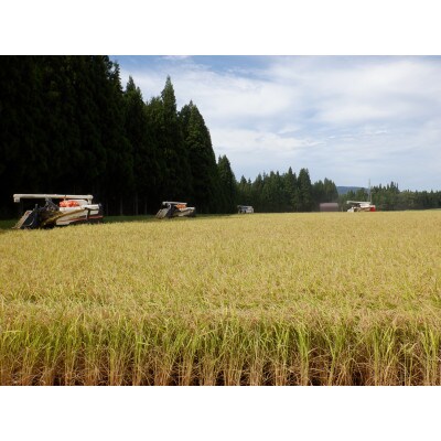 【毎月定期便】[通年受付]魚沼産新之助精米5kg全12回