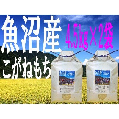 「魚沼産こがねもち」　もち米精米4.5kg×2袋