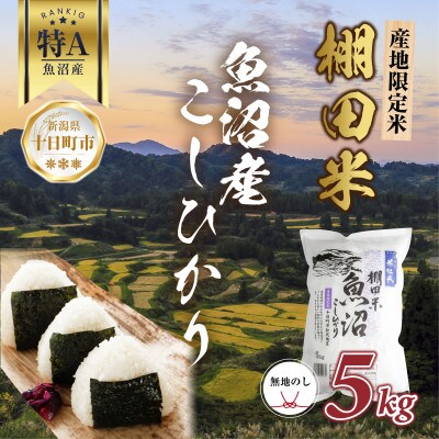 【無地熨斗】 棚田米 魚沼産 コシヒカリ 5kg 新潟県 十日町市 松代地区限定米