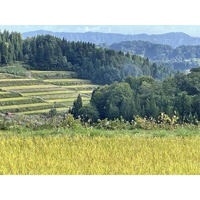 【毎月定期便】15kg無洗米　日本棚田百選のお米 天空の里・魚沼産こしひかり 全12回