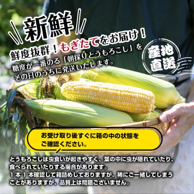 【R7年 先行予約】わくわくファーム とうもろこし「ピュアホワイト」 8本