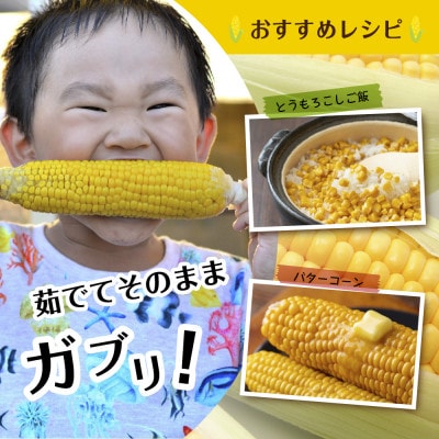 【R7年 先行予約】わくわくファーム とうもろこし「ピュアホワイト」 8本