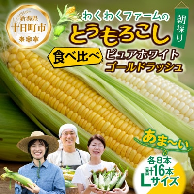 【R7年 先行予約】わくわくファーム とうもろこし「イエロー&ホワイト」食べ比べ  各8本