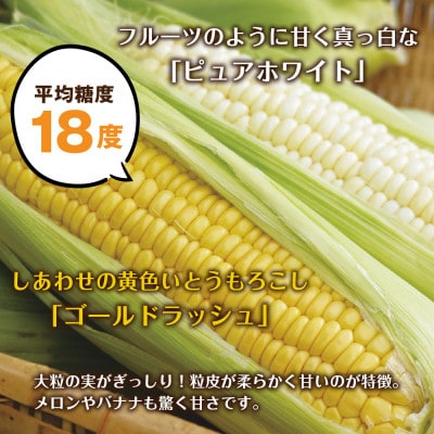 【R7年 先行予約】わくわくファーム とうもろこし「イエロー&ホワイト」食べ比べ  各8本