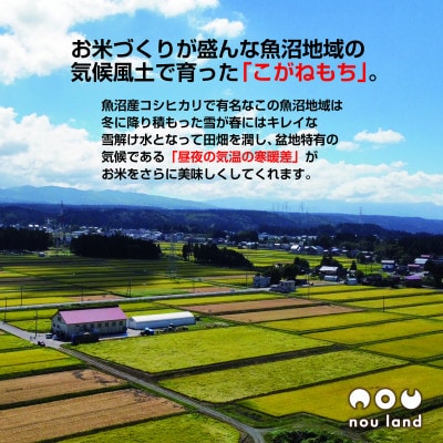魚沼産 黄金もち米 100% 生切り餅 白 2kg (40切入り) 十日町市 のうランド