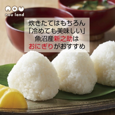 【令和7年産 新米予約】 【新品種】 魚沼産 新之助 10kg  新潟県 十日町市 のうランド