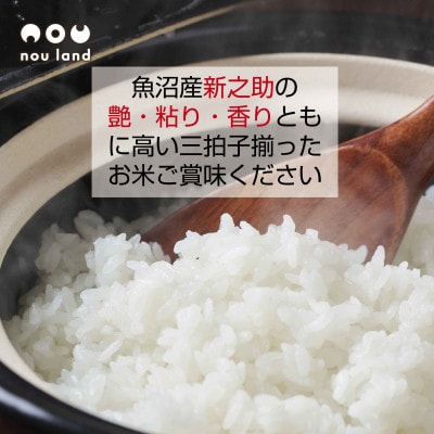 【令和7年産 新米予約】 【新品種】 魚沼産 新之助 10kg  新潟県 十日町市 のうランド