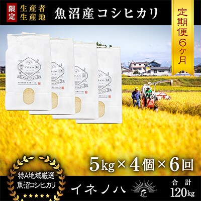 【毎月定期便】魚沼産コシヒカリ「イネノハ」精米(5kg×4個)×6回【合計120kg】全6回