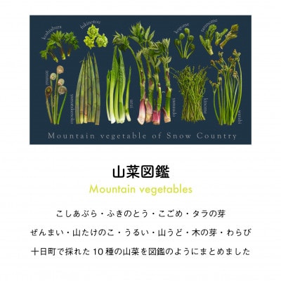 着る山菜!【山菜図鑑Tシャツ・インディゴ】Mサイズ