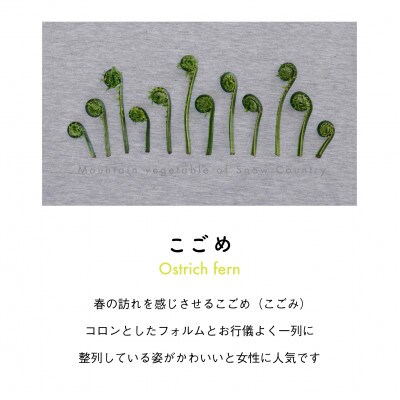 着る山菜!【こごめTシャツ・アッシュ】XLサイズ