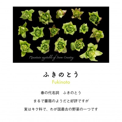 着る山菜!【ふきのとうTシャツ・ブラック】XLサイズ