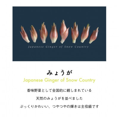 着る山菜!【みょうがTシャツ・インディゴ】Mサイズ