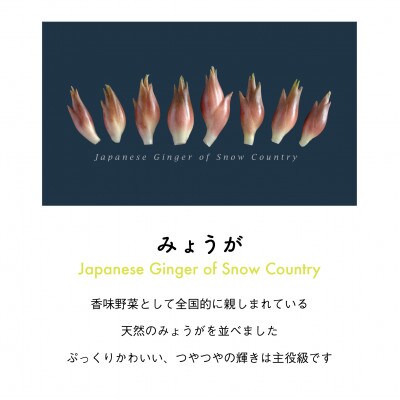 着る山菜!【みょうがTシャツ・インディゴ】XLサイズ