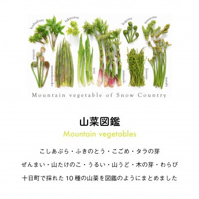 着る山菜!【山菜図鑑パーカー・アッシュ】裏起毛 Mサイズ