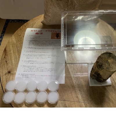国産オオクワガタ飼育セット (オスメスペア)