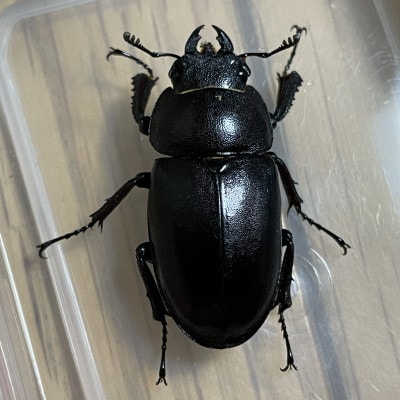 国産ノコギリクワガタ 飼育セット(オスメスペア)