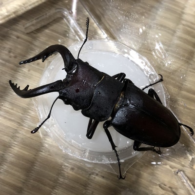 国産ノコギリクワガタ 飼育セット(オスメスペア)