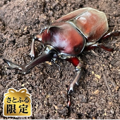 【さとふる限定】国産カブトムシ 飼育セット(オスメスペア)