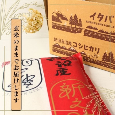 【令和6年産】魚沼産新之助(玄米)5kg