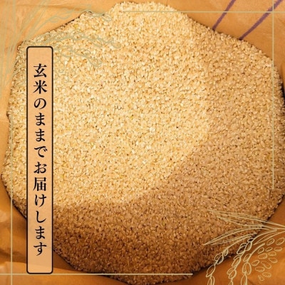 【令和7年産】魚沼産コシヒカリ金印(玄米)30kg