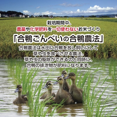 【精米】魚沼産 コシヒカリ 8kg 栽培期間中農薬不使用 あいがも農法 有機栽培米 新潟県十日町市