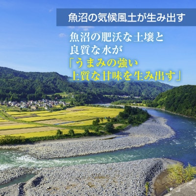 【令和7年産 新米予約】 魚沼産 川西 こしひかり 20kg 精米 新潟県産 お米 産地直送 十日町
