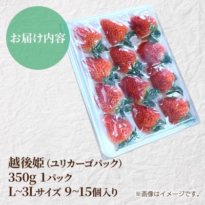 新潟県 十日町産 いちご 越後姫 9～15個 L～3L 1パック(いちごユリカーゴパック梱包)