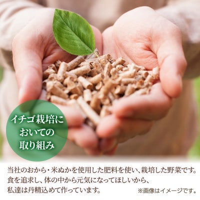 十日町市産 いちご フレグランスピーチ 9～15個 L～3L 1パック(いちごユリカーゴパック梱包)