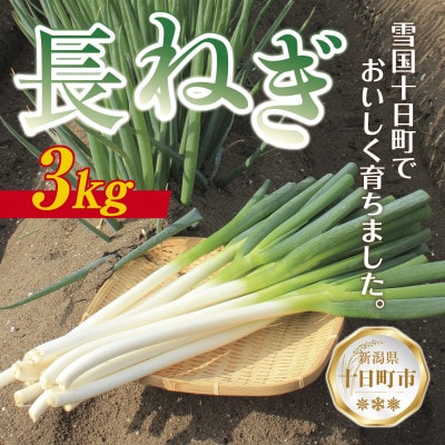 新潟県 十日町産 長ネギ 白ねぎ 3kg  農家直送 太田島施設園芸