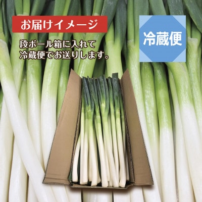 新潟県 十日町産 長ネギ 白ねぎ 3kg  農家直送 太田島施設園芸