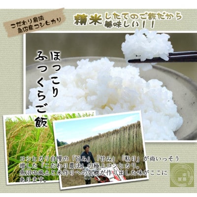 魚沼産コシヒカリ非BL米 精米 計5kg