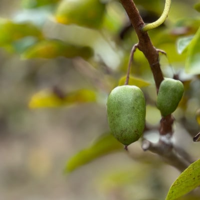 SARUNASHI JAM 145g×1個