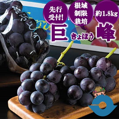 【先行受付!】【くまもと湯前産】　巨峰　約1.8kg※種あり(根域制限栽培)