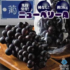 【先行受付!】【くまもと湯前産】種なし!ニューベリーA 約3kg