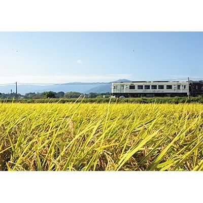 2021年7月発送開始『定期便』湯前町産お米食べ比べセット(4kg×2袋・精米)全3回