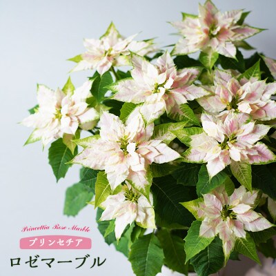 プリンセチア　ロゼマーブル　5号