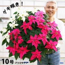 プリンセチア ピンクの3色植え 10号鉢 直径90センチ&times;高さ60センチ