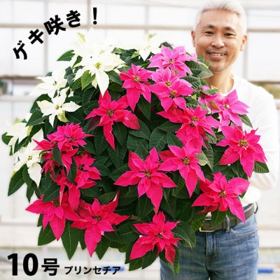 プリンセチア　ピンクの3色植え　10号鉢　直径90センチ×高さ60センチ