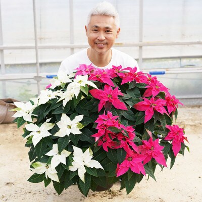 プリンセチア　ピンクの3色植え　10号鉢　直径90センチ×高さ60センチ