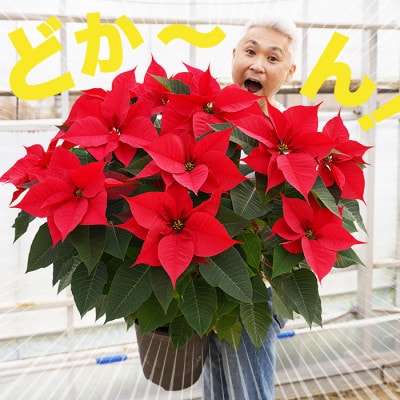 ポインセチア　赤　10号鉢　直径90センチ×高さ60センチ