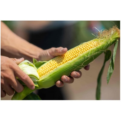 【先行受付2025年夏発送】とうもろこし　味来　2Lサイズ×12本　計5kg(梱包込み)