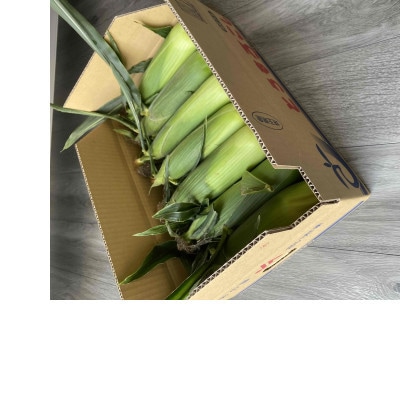 【先行受付2026年夏発送】上里町産とうもろこし　ドルチェドリーム2L×10本　計5kg(梱包込み)