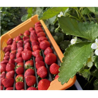 埼玉県限定品種あまりん 約500g