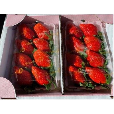 いちご　大粒(LL～L)4パック　約1.5Kg