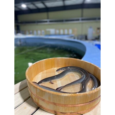 上里育ちの侍うなぎ白焼き 150g×3尾