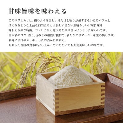 訳あり 無地袋梱包 《令和7年産》日本酒に合うキヌヒカリ　白米10kg(5kg×2)
