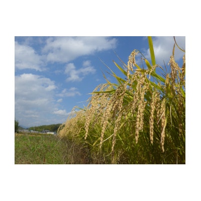 加東市特A地区山田錦100%使用　玉川　大吟醸