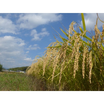 加東市特A地区山田錦100%使用　玉川 自然仕込 純米大吟醸「玉龍」(山廃)※化粧箱入り