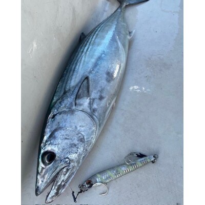 釣り針 ステキ針 ライトジギングフック 輝 8袋セット(サイズ指定不可)