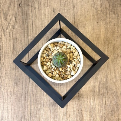 プランツディスタンス 植物用スタンド